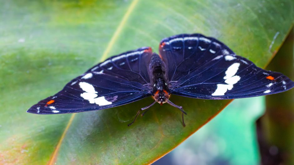 A close-up photograph of a black butterfly with white and orange markings resting on a smooth, green leaf. The butterfly's wings are partially open, revealing intricate patterns and a slight sheen. The leaf is large, glossy, and vibrant, with visible veins and a gentle curve that supports the butterfly. The background appears blurred with natural green tones, indicating an outdoor environment. This image captures the delicate details of the butterfly and the lush foliage, reflecting themes related to nature and wildlife, which can be associated with the packing and moving process in house removals by companies like Man With a Van Stratford during relocation or transport activities.